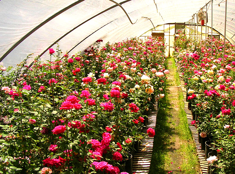 Both own-rooted and grafted roses are suitable for cultivation in a greenhouse.