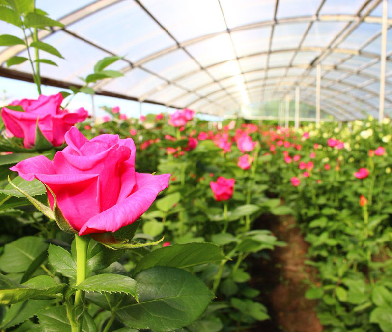 How to grow roses in a greenhouse all year round