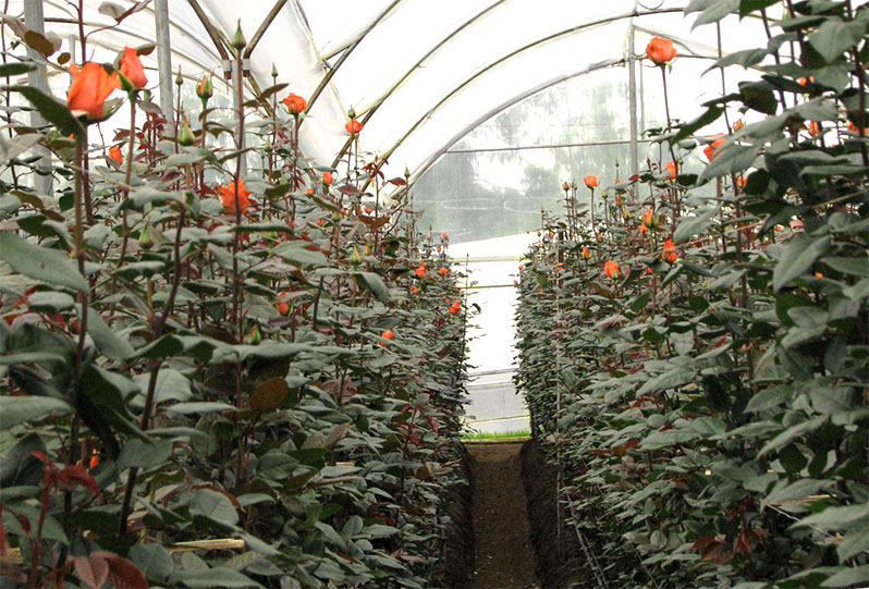 Not every variety of rose will feel great and produce beautiful flowers in a greenhouse