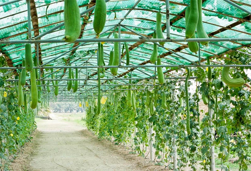 shading cucumbers inside the greenhouse
