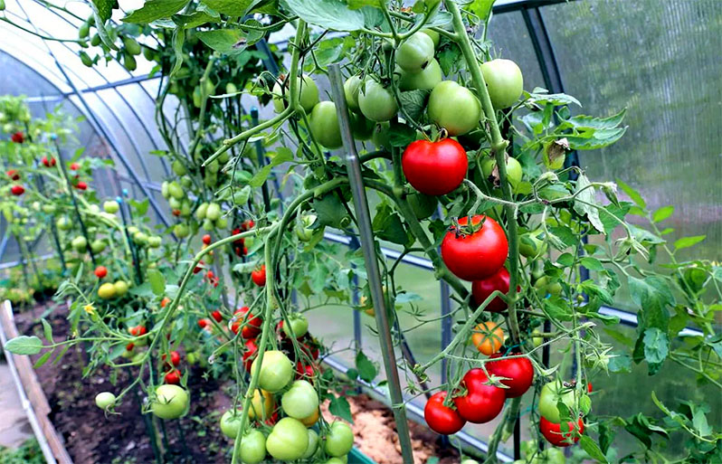 How to plant very tall greenhouse tomatoes