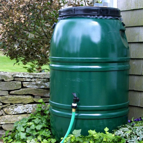 Watering in a greenhouse: drip irrigation from a barrel