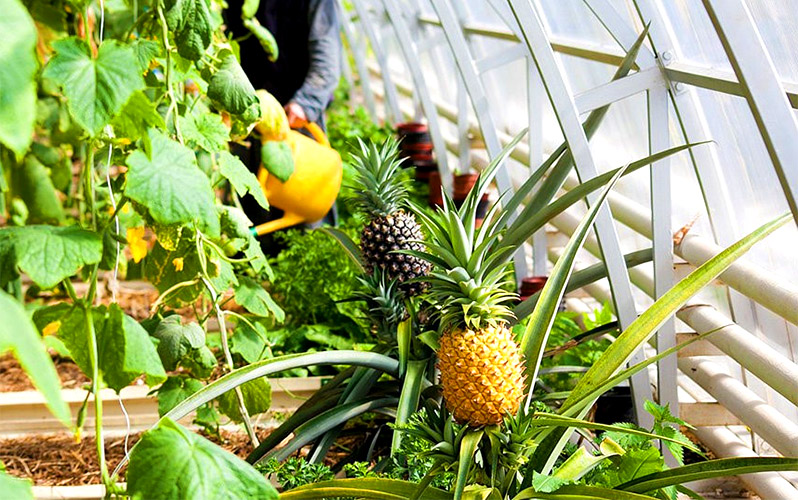 Growing pineapple in a greenhouse