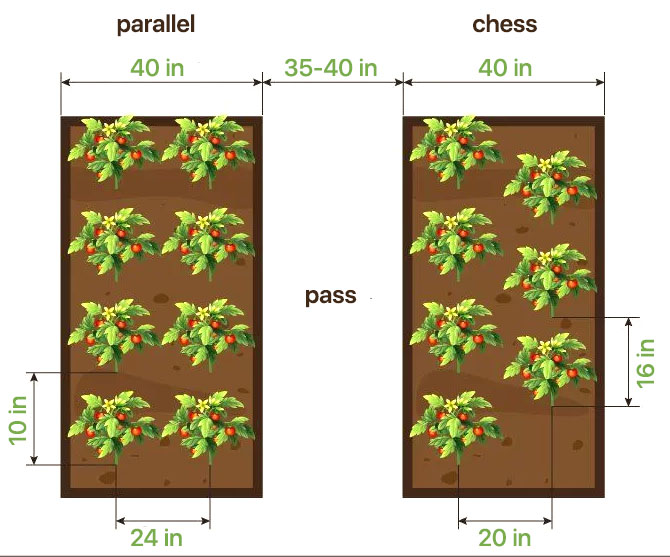 parallel and chess tomatoes planting schemes