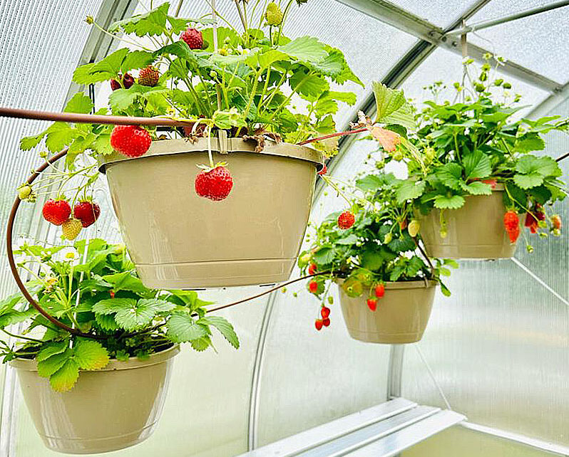 what to grow in a greenhouse in summer