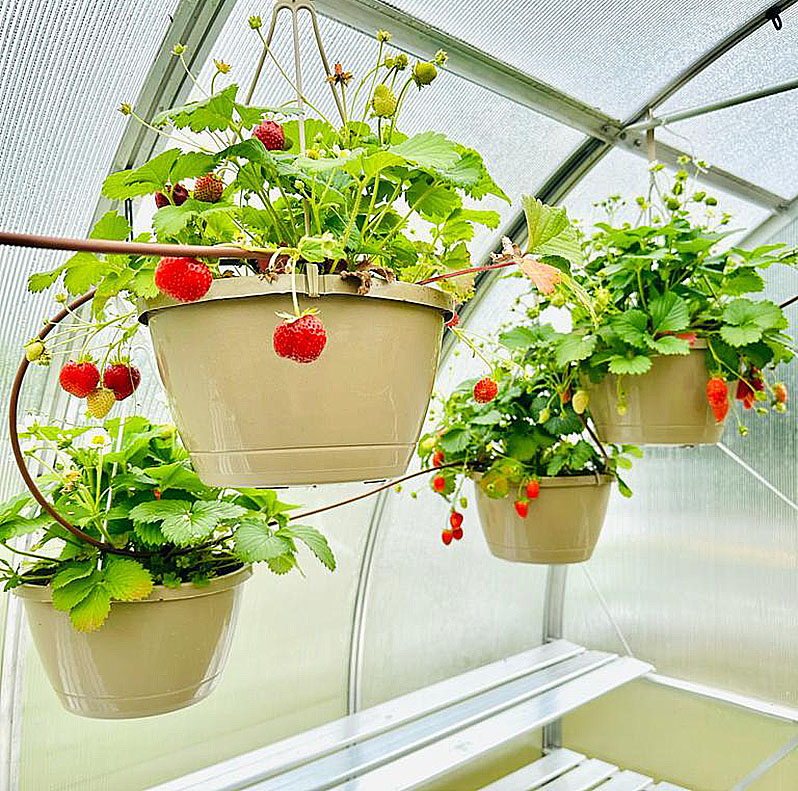 How To Use A Greenhouse In Texas