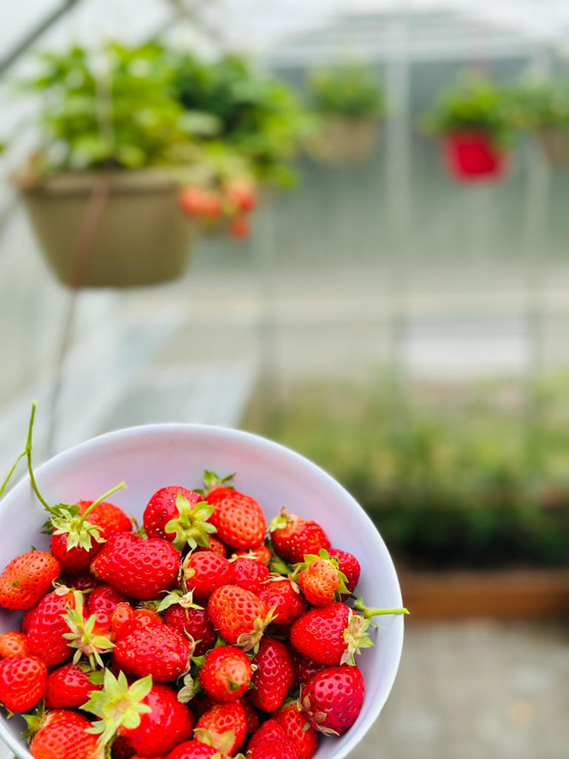 strawberries in a summer climapod greenhouse