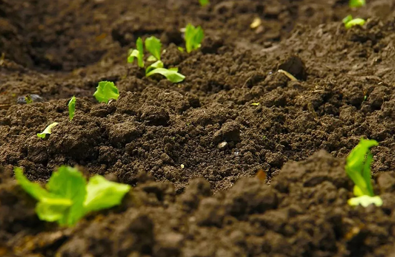 Choosing soil for a greenhouse