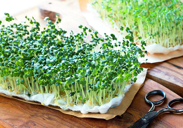 Growing microgreens without soil