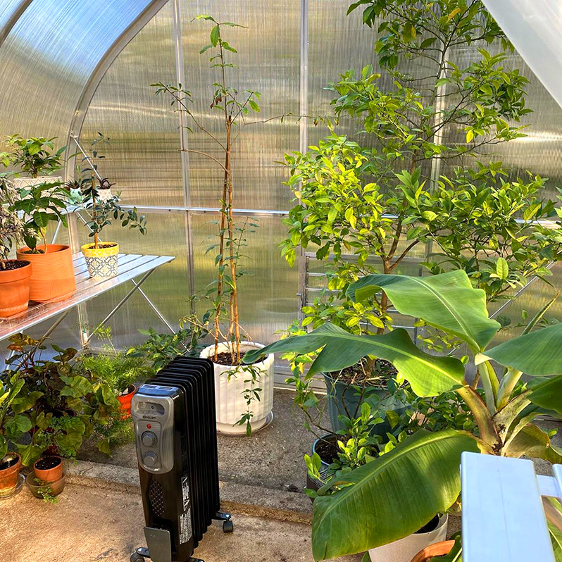home plants inside the Climapod Virtue Greenhouse
