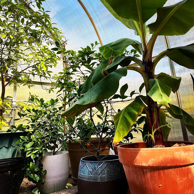 home plants in the Climapod Greenhouse