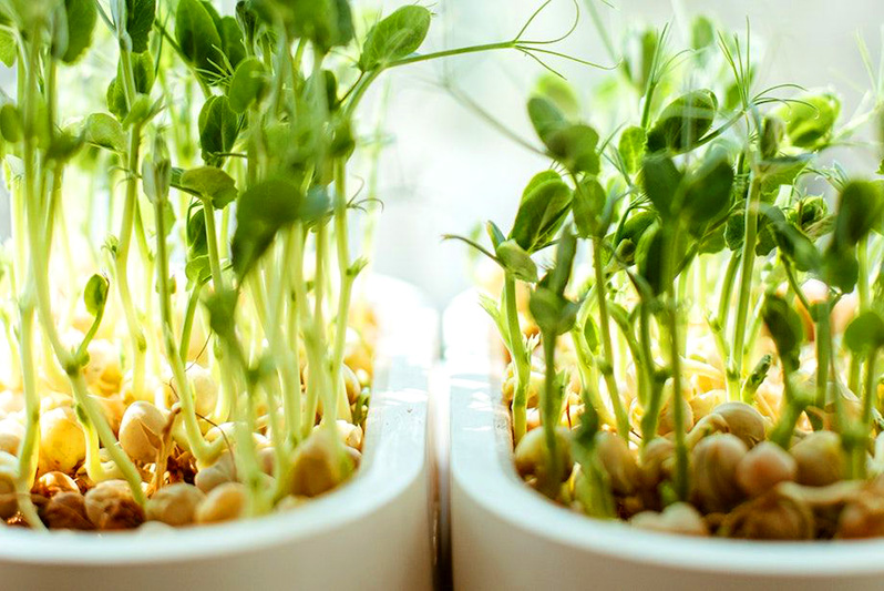 Microgreens: what they are, benefits and growing rules