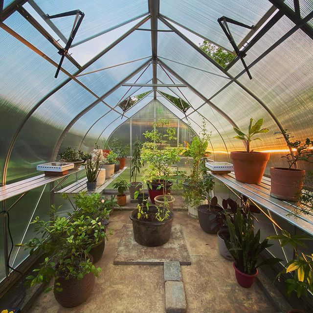 home plants in the greenhouse