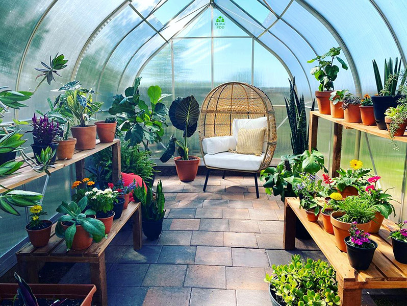 Tips for growing flowers in greenhouse