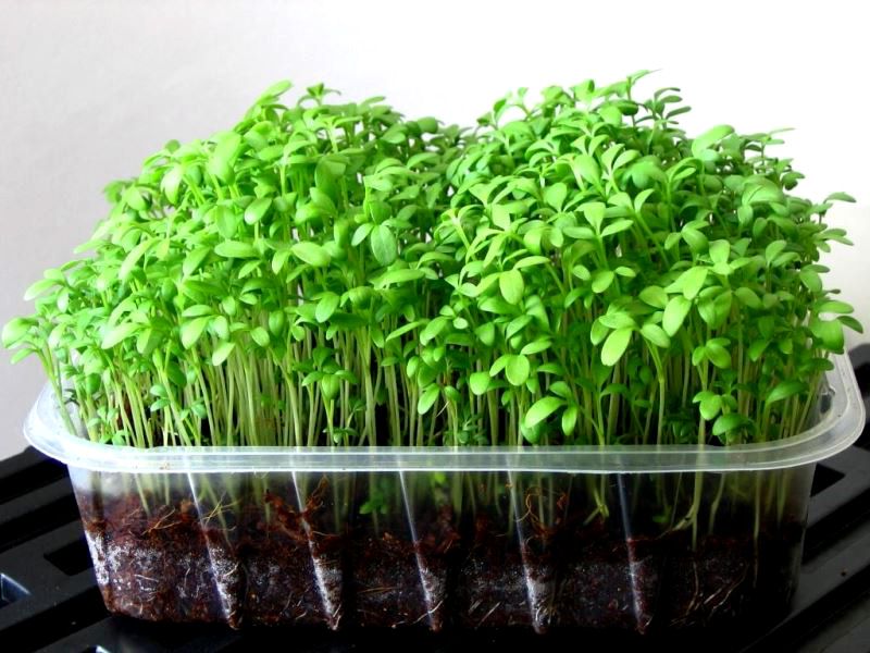 Growing microgreens in a container with soil