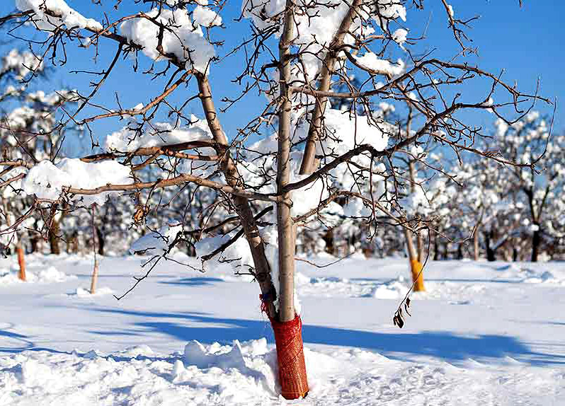 How to protect your garden trees from sticky snow