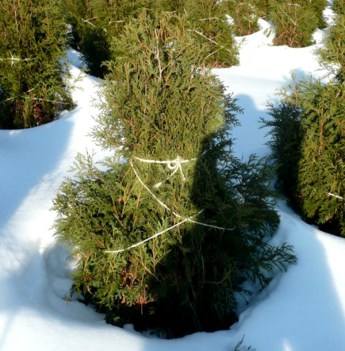 Tying a thuja with a rope to protect it from snow