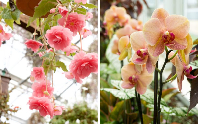 Popular greenhouse flowers