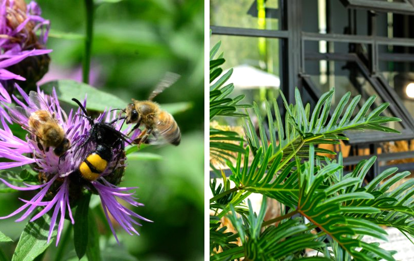 plants to attract pollinators