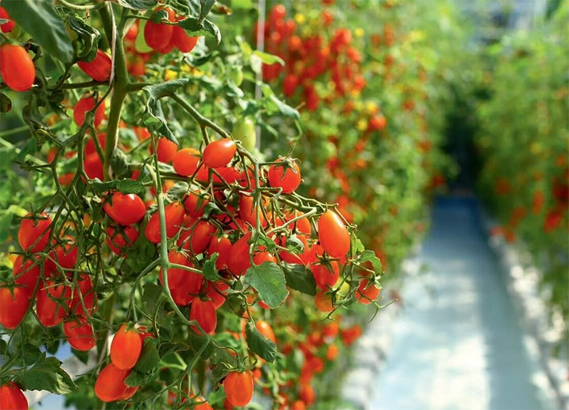 How to start growing tomatoes in a greenhouse - Climapod Greenhouses ...