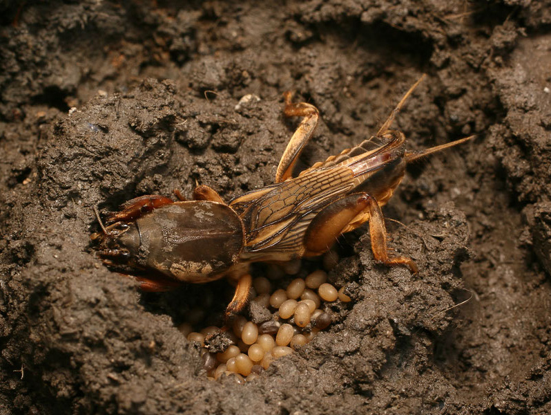 Mole cricket egg laying