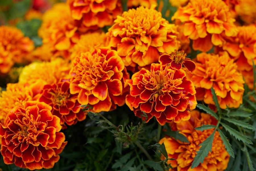 To repel mole crickets, you can plant marigolds or chrysanthemums on the site