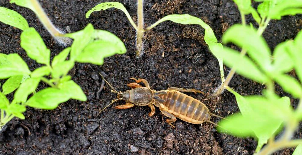 An adult mole cricket feeds on plant roots and can damage up to 15 plants per night