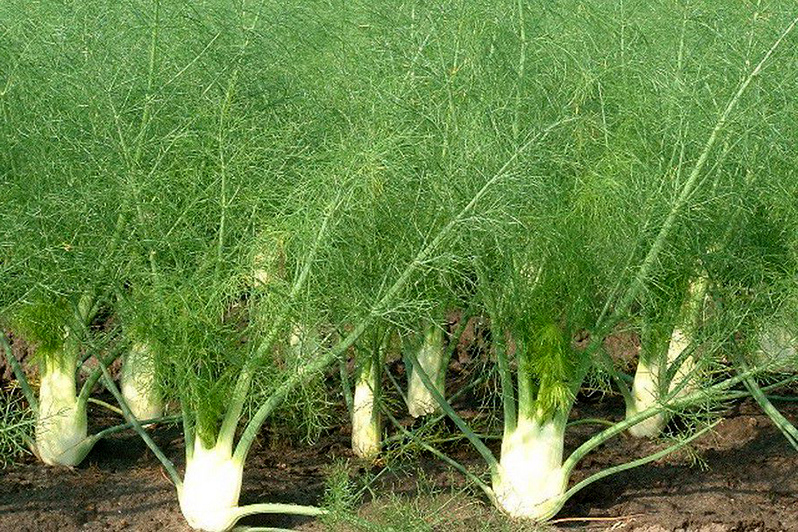 fennel in the garden