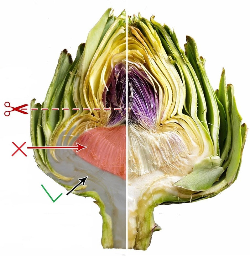 The edible and most delicious part of the artichoke is the receptacle (core)