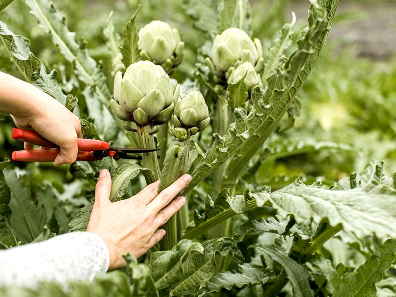 Cutting an artichoke bud