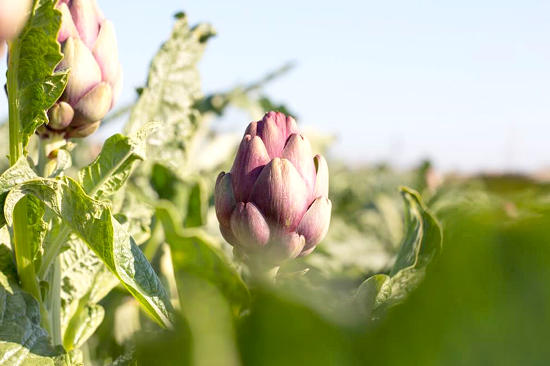 Artichoke