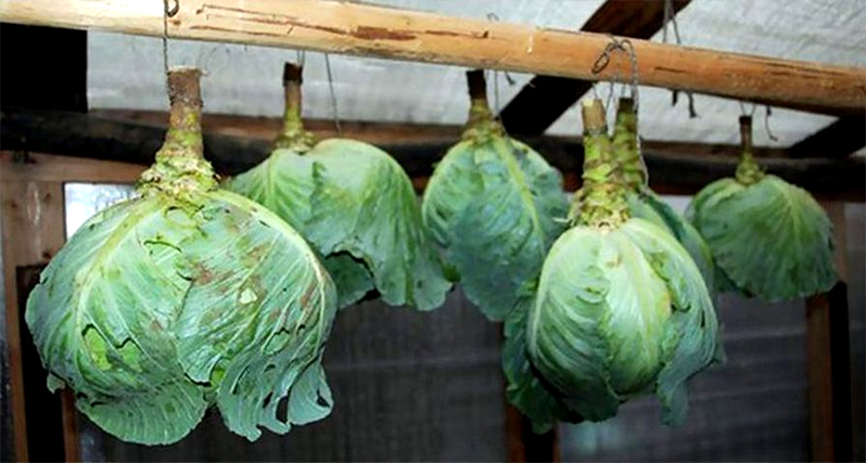 Cabbage hanging