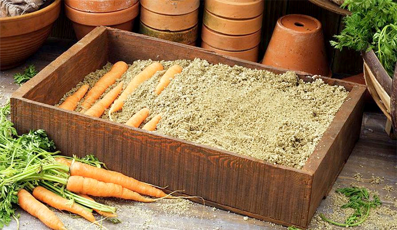 Carrots in sand