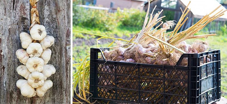 Onions and garlic storing