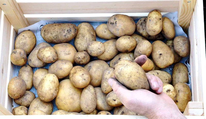 Potatoes storing