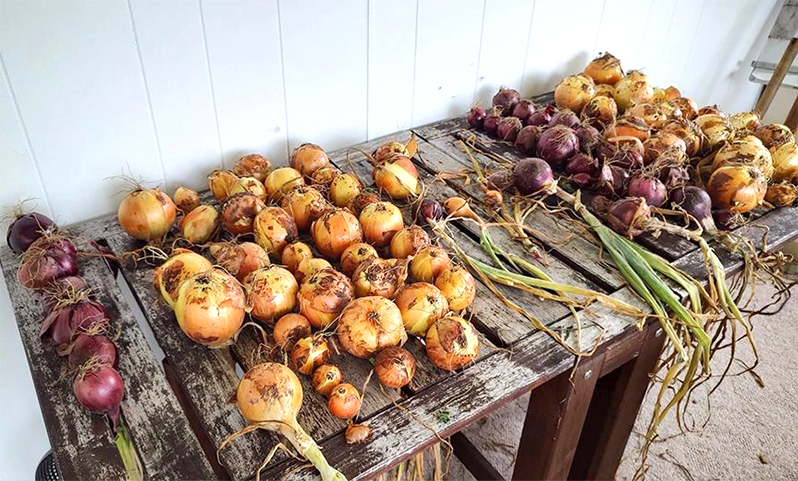 Preparing the harvest for storage