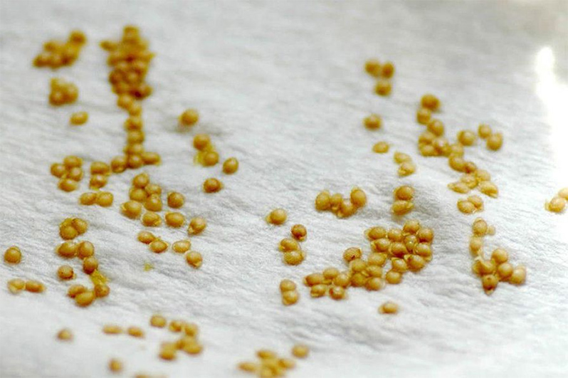 Drying tomato seeds