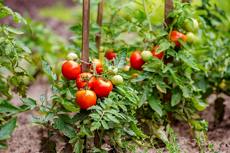 How to choose tomatoes for seeds