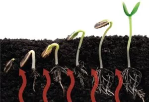 heating soil inside your greenhouse
