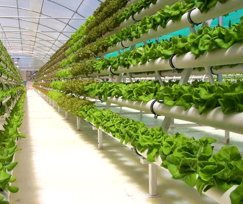 greenhouse as a business idea