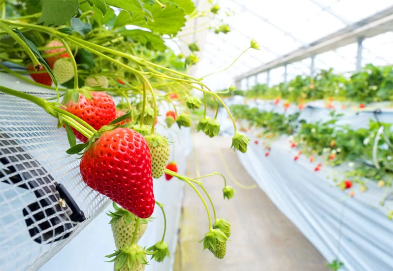 Optimizing Vertical Farm Layouts for Efficient Strawberry Production