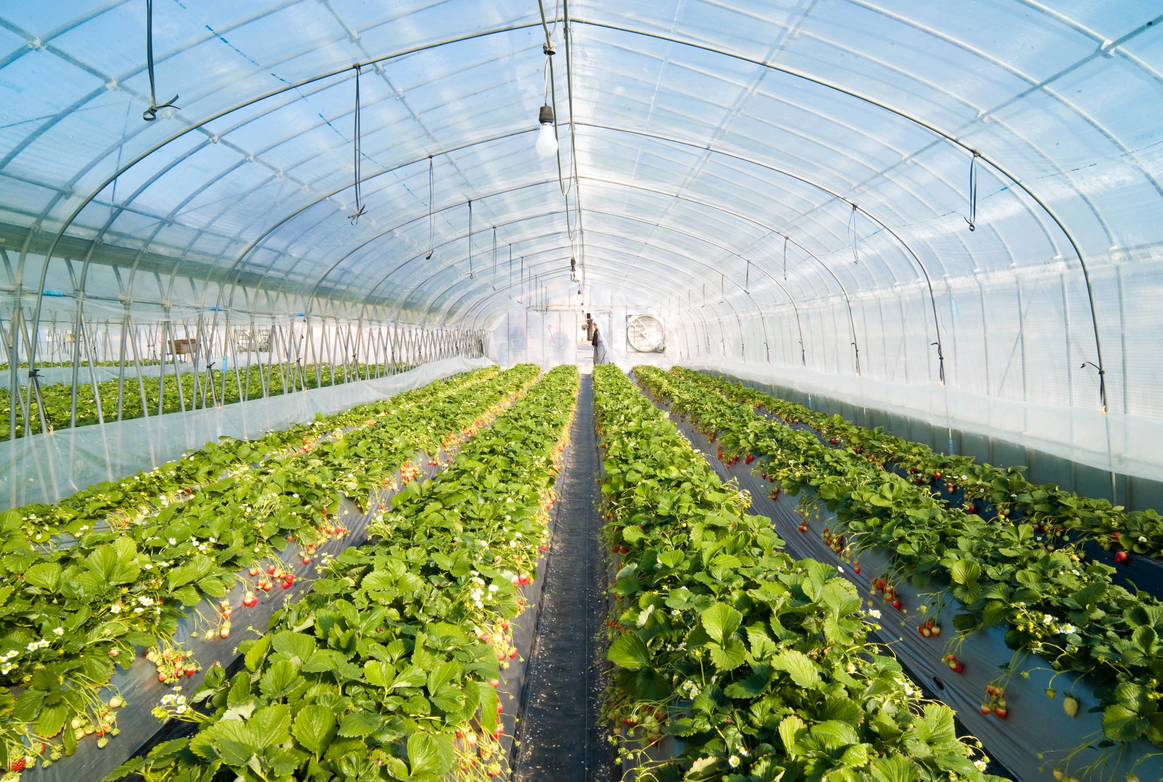 Strawberry greenhouse business