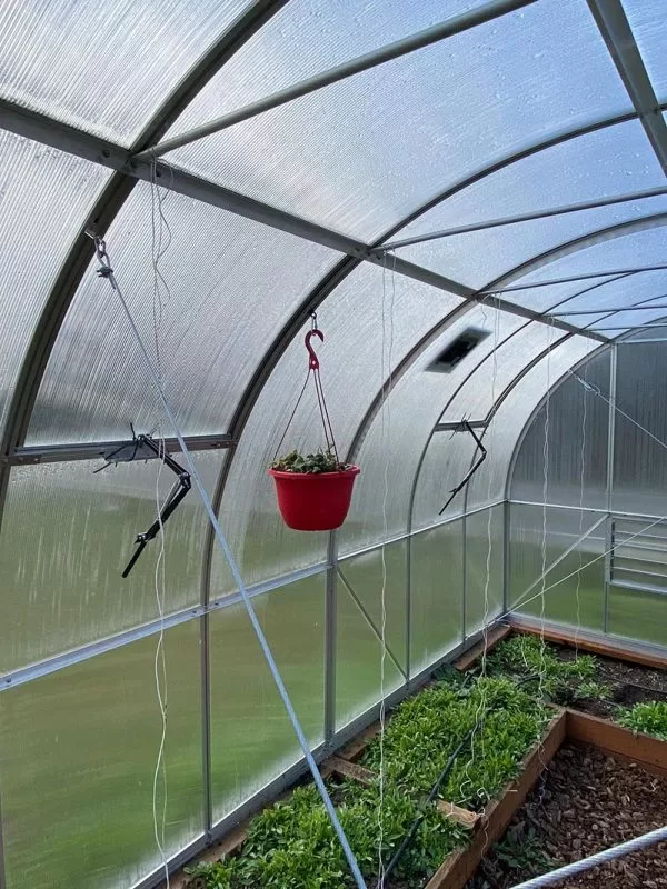 Hanging Clips 50 pcs - Set of Plant Hangers for Greenhouse - Image 5