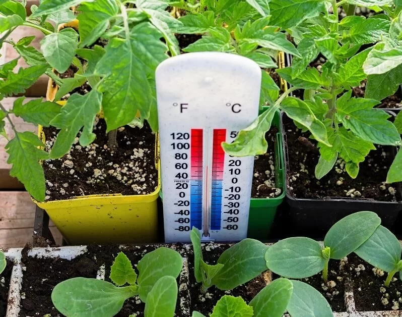 how to protect your greenhouse plants from heat