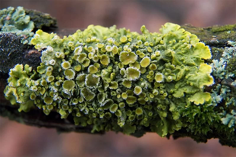 Lichen - a symbiosis of fungi and microscopic green algae