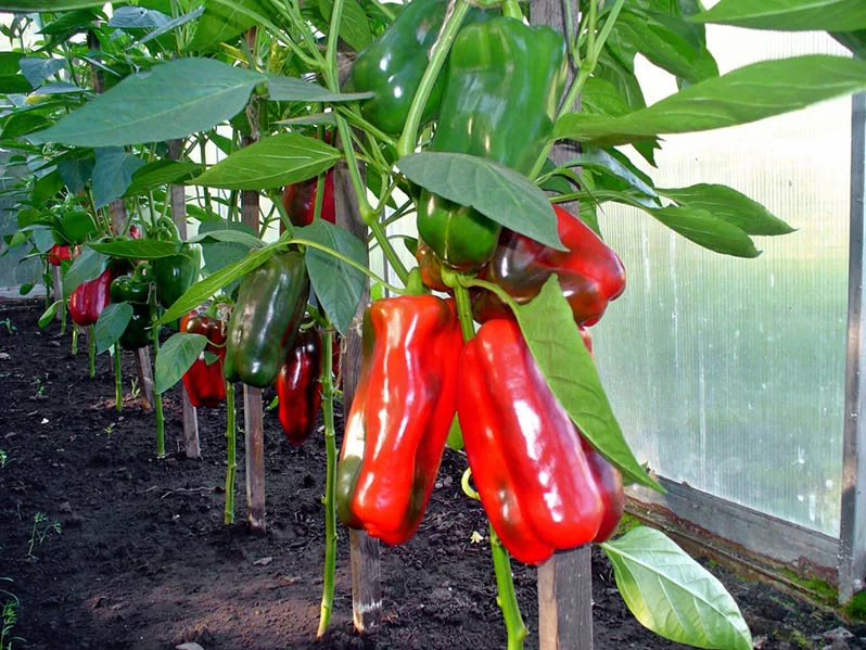 peppers in polycarbonate greenhouse