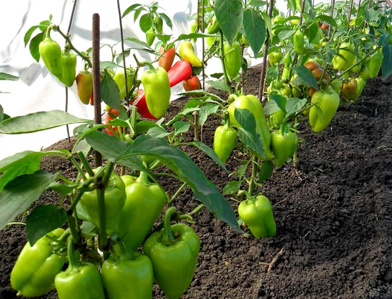 The secrets of growing peppers in a greenhouse