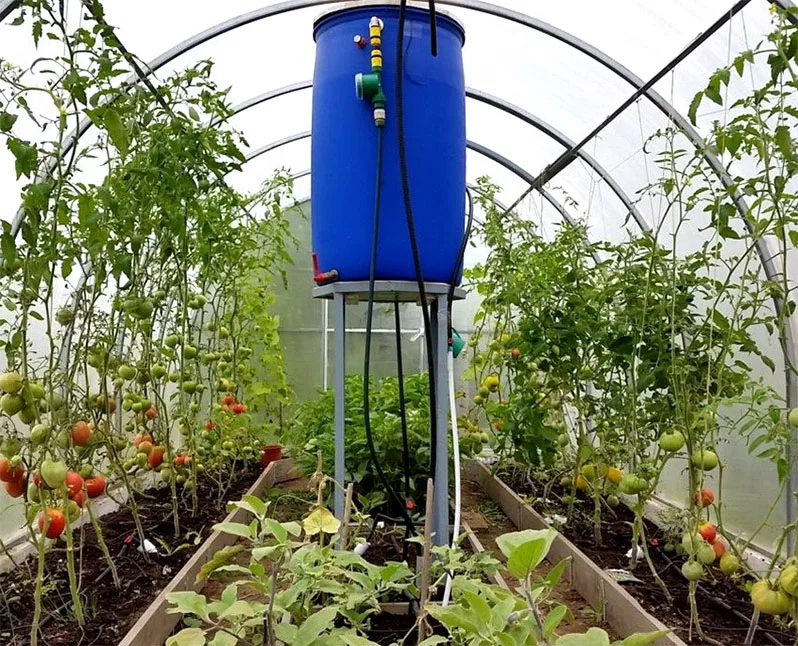 A convenient option for the location of the container is right in the greenhouse.