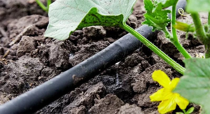 Drip irrigation is the most efficient and economical way to irrigate greenhouses