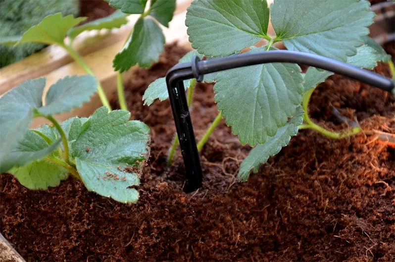 The choice of suitable drippers for irrigation depends on the characteristics of the irrigation system.